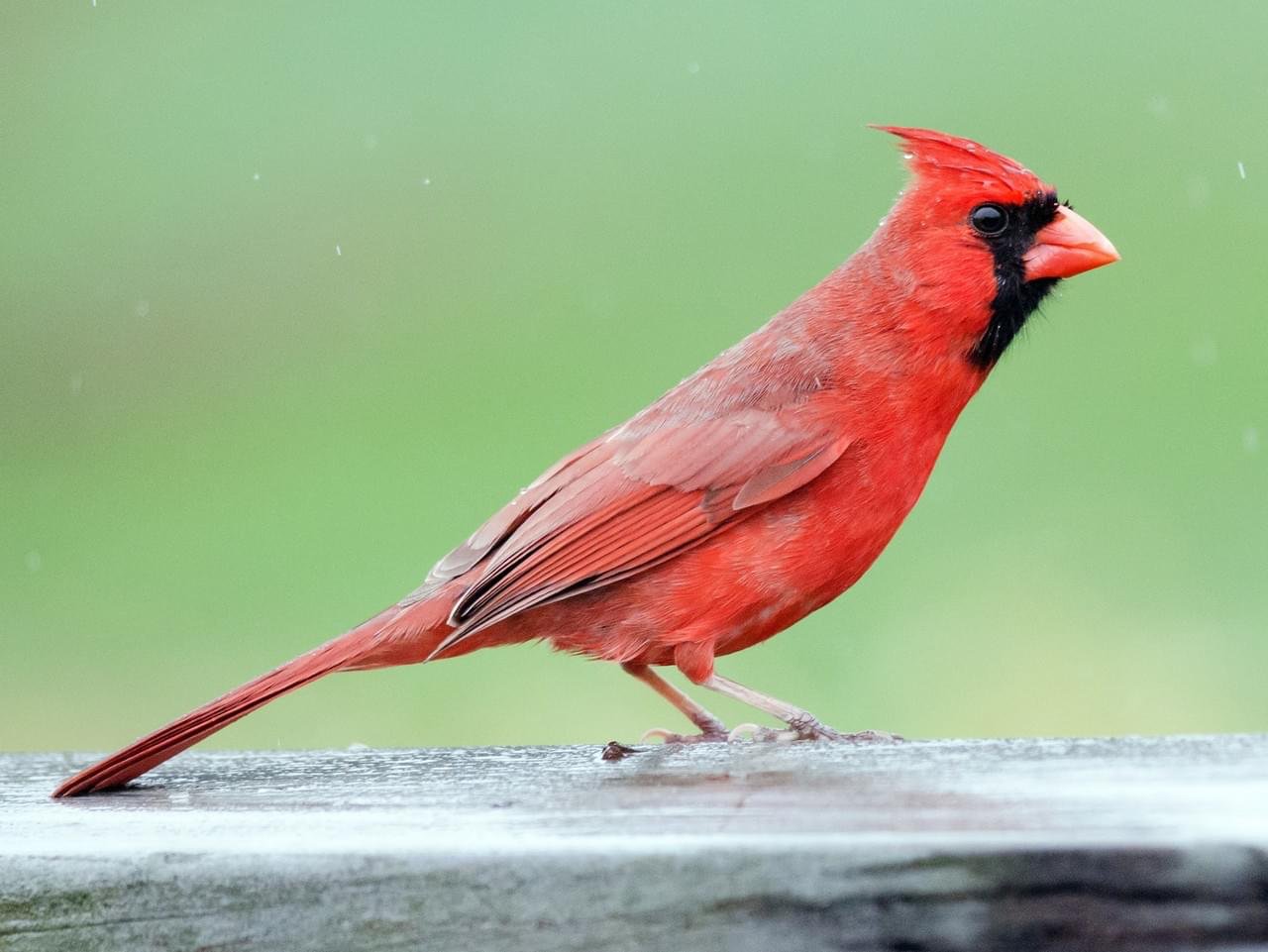 Birdsong Synthesizer