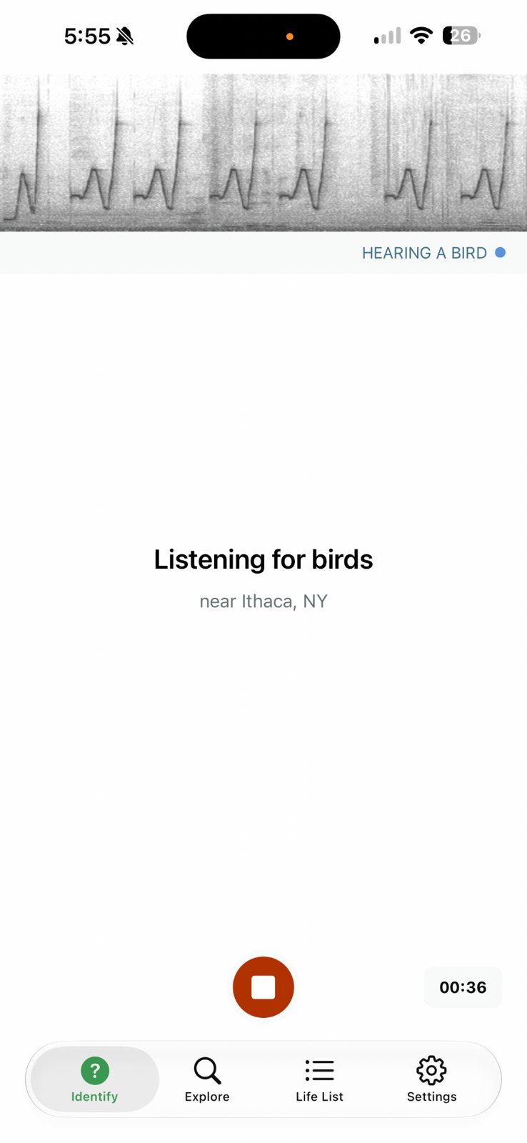 Merlin Bird ID Listening to the Synthesizer